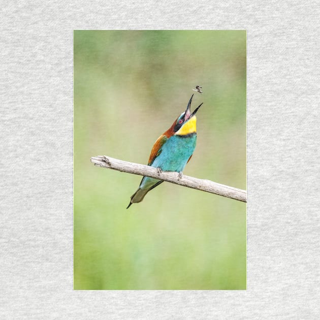 European bee-eater (Merops apiaster) by GrahamPrentice